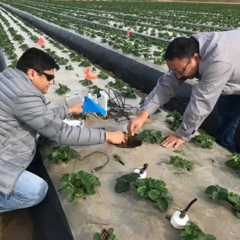 Tapan and another man place sensors in a strawberry bed.