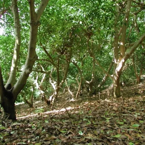avocado forest