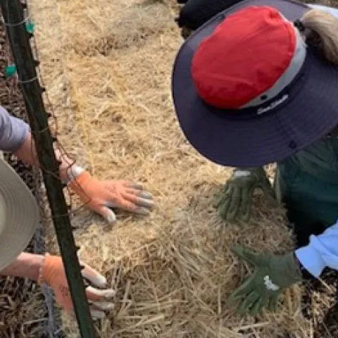 Chicken wire is wrapped around the straw bales to hold them together and keep out gophers. Raoul Stepakoff
