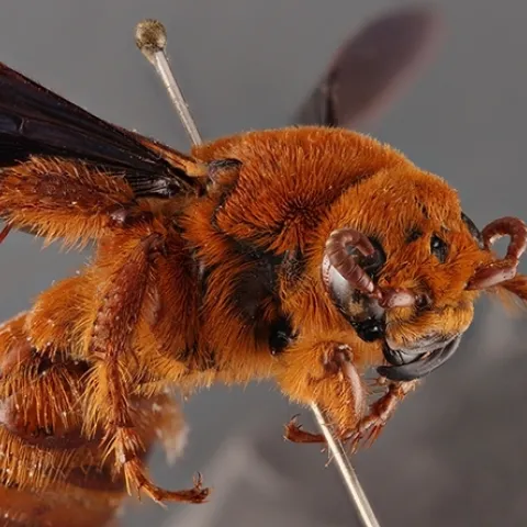 This specimen from the Bohart Museum of Entomology is a mammoth wasp, Trisciloa saussurei, a native of New Guinea. (Photo by Ziad Khouri)