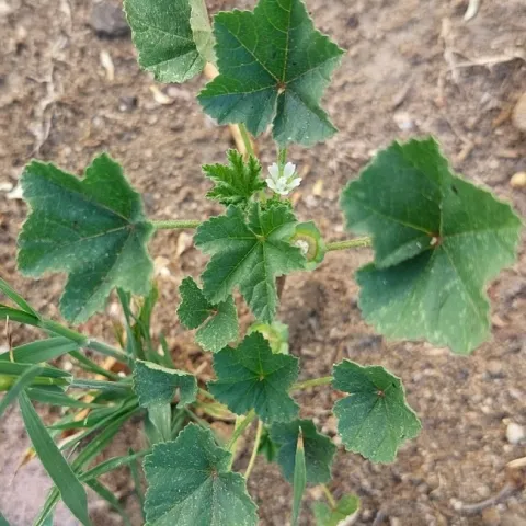 malva parviflora