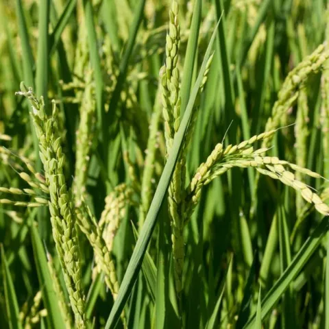 Rice (photo credit: Brad Hooker)