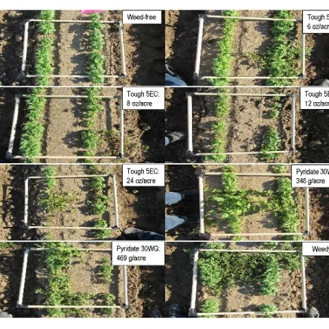Quadratic pictures of basil foliage taken at 3 DAA in Field A in Modesto, CA