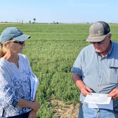 YoloCountyAlfalfaFieldDroughtStressed