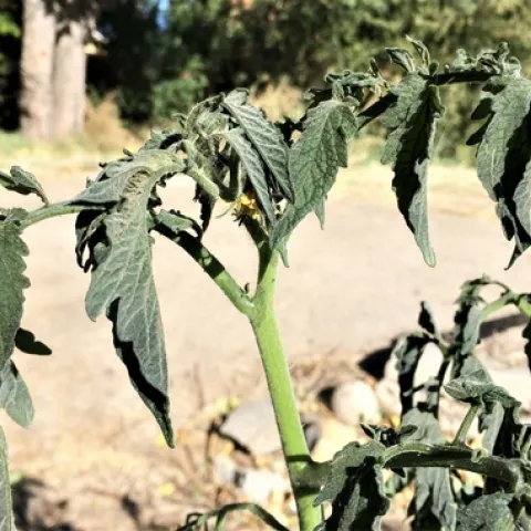 A tomato stem with wilted, discolored leaves.