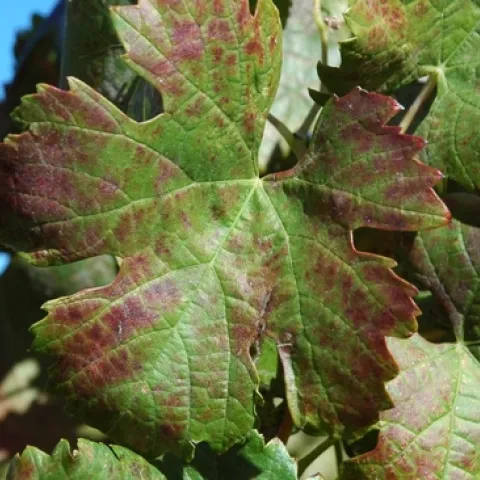 Grape leaves affected by red blotch disease