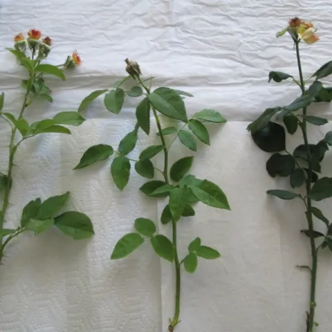 Cuttings of recently flowered stems.