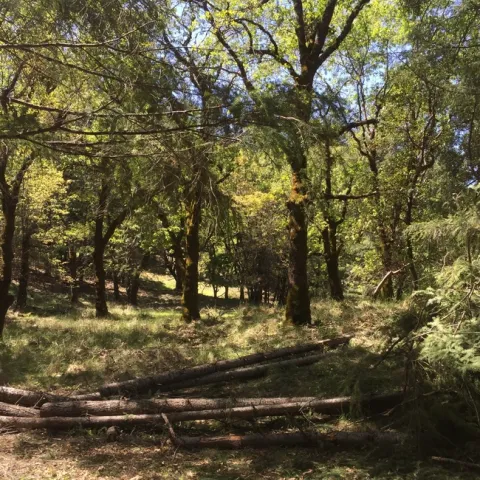 Conifers removed in a oak woodland