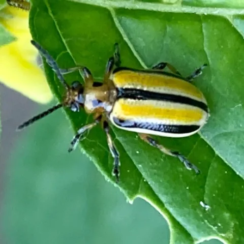Adult beetle