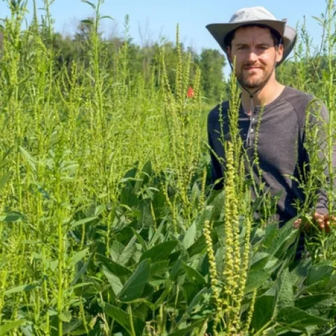 Bryan Brown, integrated weed management specialist for New York State Integrated Pest Management, stands in a soybean field that lost 50% of its yield to weed competition, even after several herbicide applications.