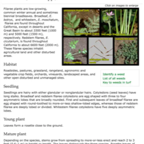 Figure 4. UC IPM "Filaree" webpage