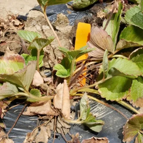 Strawberry plants show wilting and brown leaves
