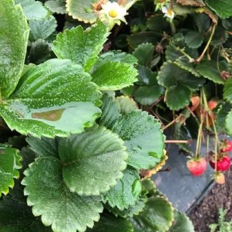 Very heavy dew on strawberry leaves on a recent morning. Note the water accumulated in the cupped leaf.