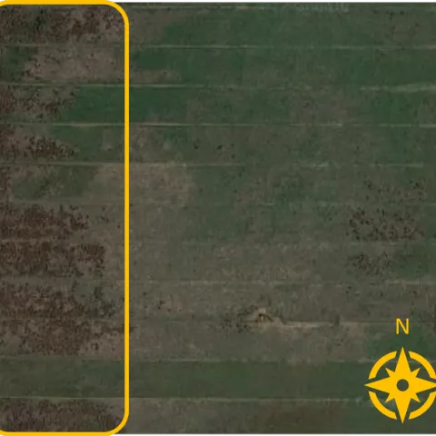 Clusters of dark spots on a satellite image of a green pasture indicate an infestation of an undesired plant. The clusters are most dense on the west side of the pasture.