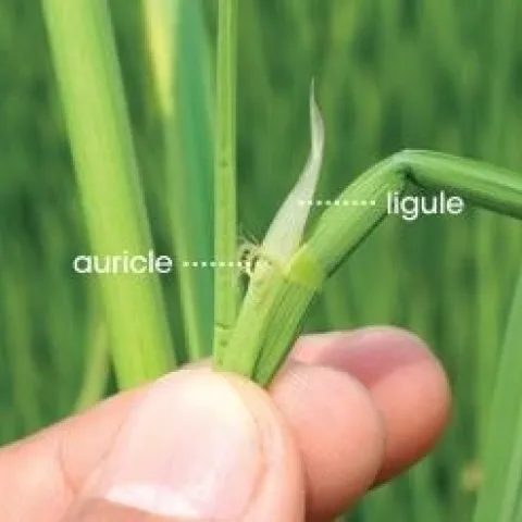 Figure 1. Ligule and auricle on a rice plant. Watergrass species do not have ligules and auricles.