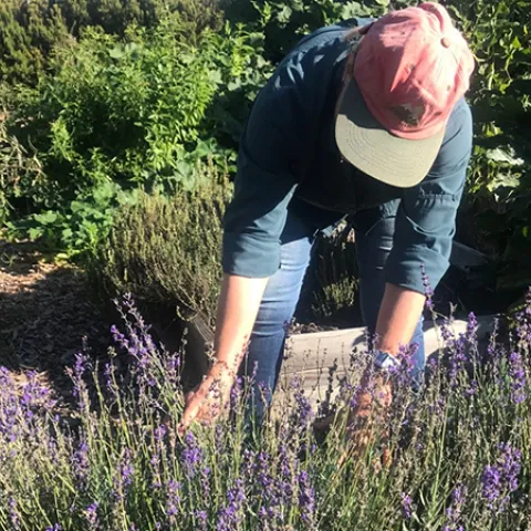 Herbs integrate easily into an edible garden. Photo: Marty Nelson
