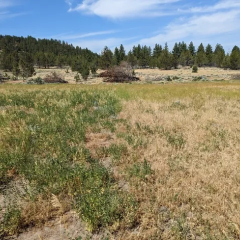 Treatment Left Untreated Right