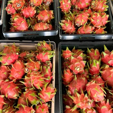 Four containers filled with pitahaya/dragon fruits.