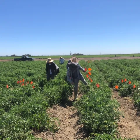 2022 UC broomrape trial scouting