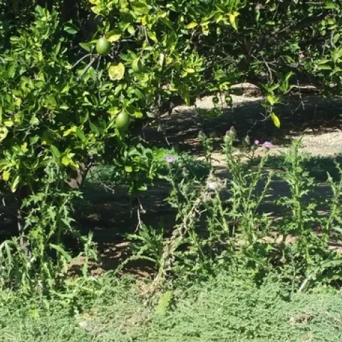 Weeds in orchard