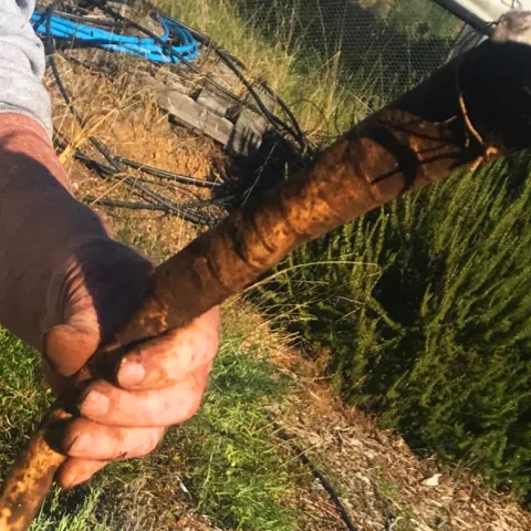 When a horseradish root grows to the size of a large carrot, it is ready for harvest Photo: Marty Nelson