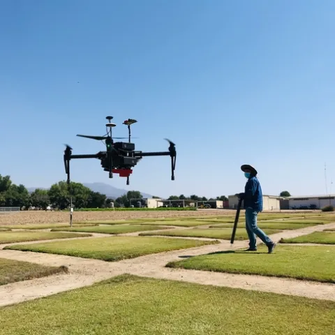 A man flies a drone over green, square test plots of hybrid bermudagrass.