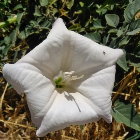 datura wrightii closeup