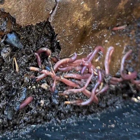The worms that are best for producing compost are the redworms or red wigglers. Marty Nelson