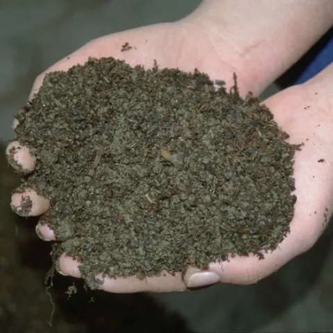 Cupped hands hold loose soil