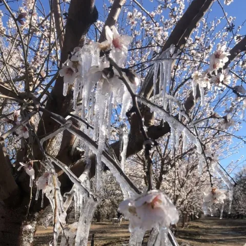 Close up of icicles dripping off almond flowers