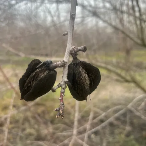 Mummy nuts remaining on the trees may serve as a reservoir of navel orangeworm