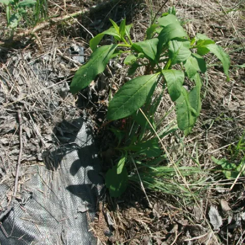 Figure 2. Pokeweed growing on the edge of the tarp.