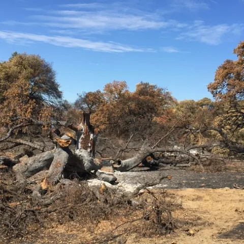 A tree burned from the inside out, then toppled at Hopland Research & Extension Center.