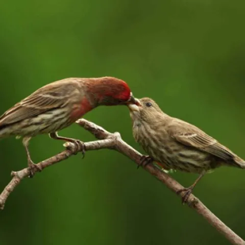 House finches are frequent garden raiders when breeding and raising young. Photo: Pixnio