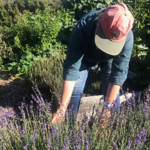 Time spent monitoring and caring for plants in an organic garden can be very satisfying.