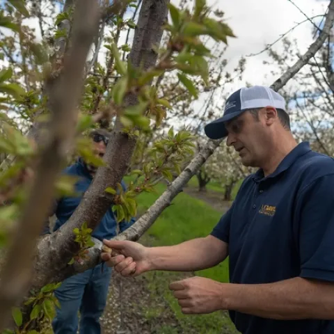 Scientist examines a cherry tree for disease