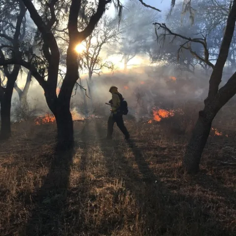 Smoke from a prescribed fire filters through silhouettes of trees