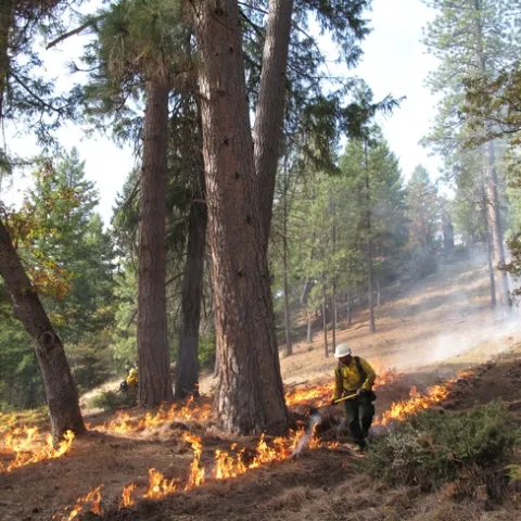 Two people in yellow protective gear manage a prescribed burn among tall conifers.