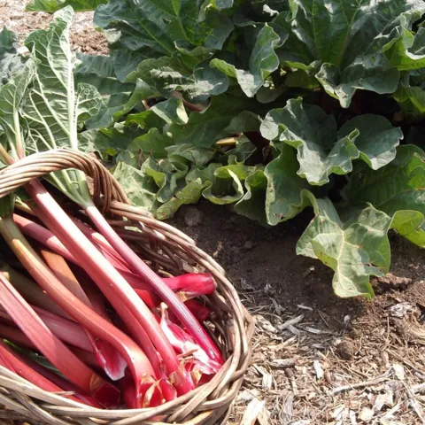 Rhubarb needs some winter chill to produce thick, bright red leaf stalks. Photo: Wikimedia commons