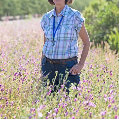 Long stands in a field of flowering cover crop
