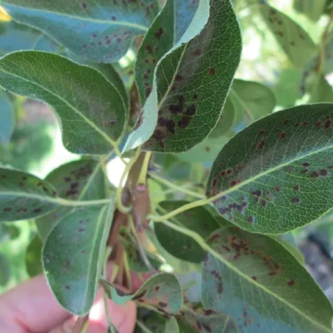 Pear Blister Mite leaf damage