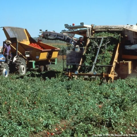 Organic tomatoes are mechanically harvested at West Side Research and Extension Center.
