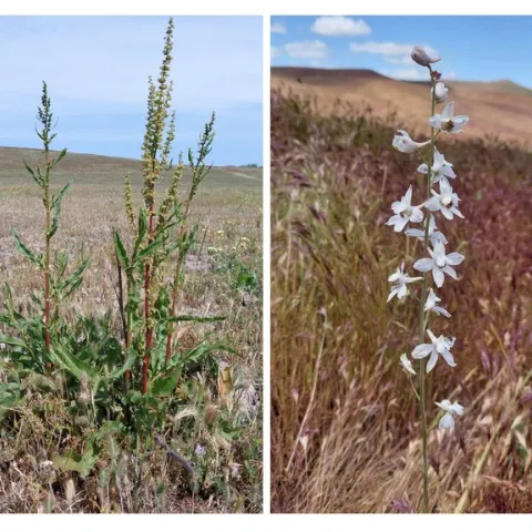 Figure 1. Toxic perennials include curly dock (Rumex crispus) and larkspur (Delphinium spp).