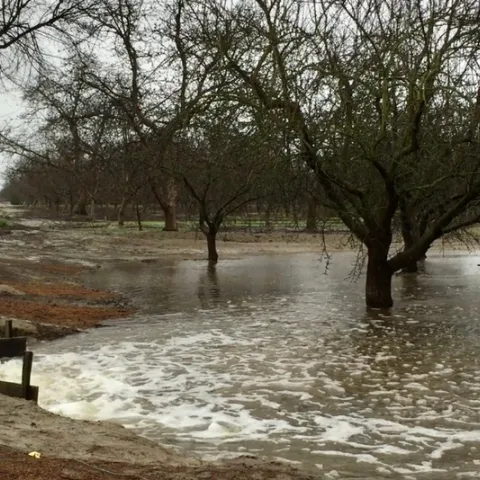 Water gushes with white caps into a dormant almond orchard.