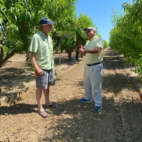 Two men talking, standing between rows in leafy, green peach orchard.