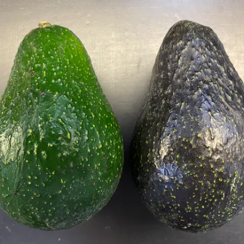 A photo of two avocados. One that is ripe and black colored, and one that is unripe and green colored.