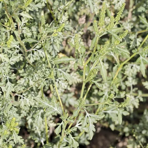 A picture of a mature annual bursage. Photo: Steve Matson CC-BY-NC 4.0