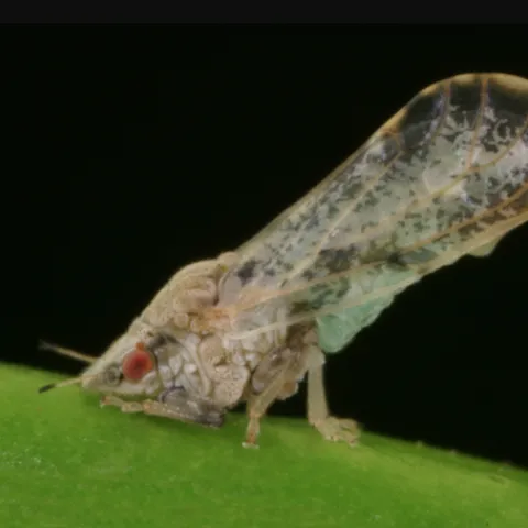 An adult Asian citrus psyllid