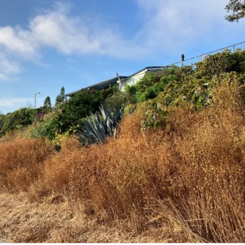 Figure 1. Mustard and other annual plants dry out at the beginning of the summer, creating fuel that could quickly burn during a fire. Photo by Luca Carmignani, UCCE.
