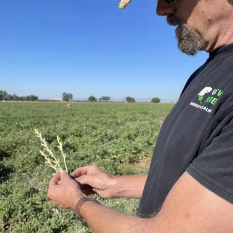 Photo 2: Brad Hanson, a professor of Cooperative Extension in the UC Davis Department of Plant Sciences, examines a stock of Orobanche ramosa pulled from off a tomato plant in nearby Woodland, where scientists are studying the parasitic weed. (Emily C. Dooley/UC Davis)